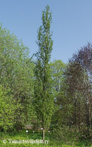 Alnus glutinosa f. pyramidalis 